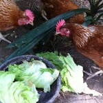 Henrietta, Hortense and Chlothilde Henrietta, Hortense and Chlothilde