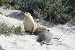 seal lions