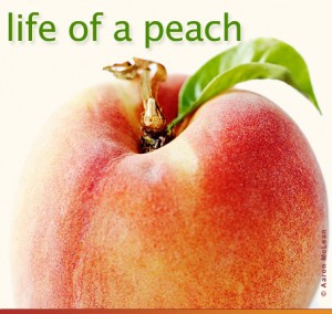 Life of a peach