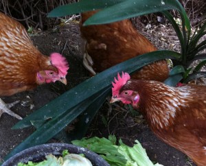 Come along and enjoy free-range eggs from Henrietta, Chlotilde and Hortense