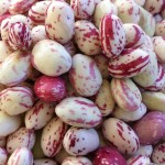 Borlotti beans