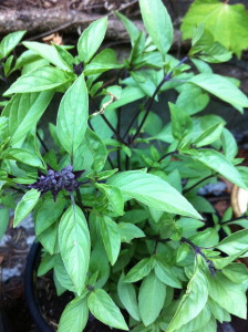 Thai Basil